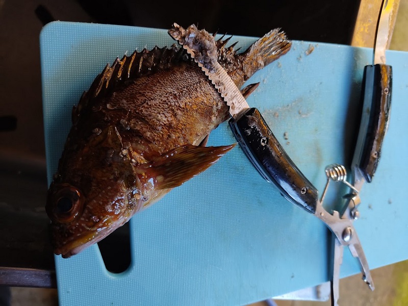 ダイソー 釣具 めちゃ使える 釣り用ラジオペンチと魚掴み
